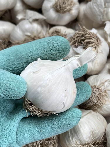 Picardy wight garlic isle - x2,